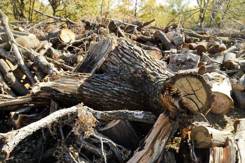 ‘Treasuring Our Trees’ Prairiewoods online series explores healing, understanding derecho changes