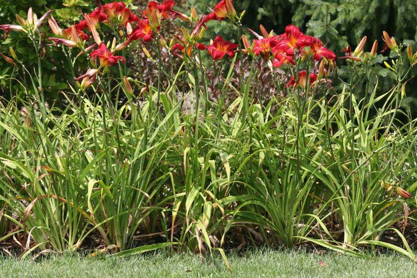 The Iowa Gardener: How to treat dreaded daylily leaf streak