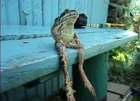 VIRAL VIDEO: A frog sitting on a bench like a human