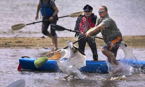 Photos: Saving a pelican at Cedar Lake