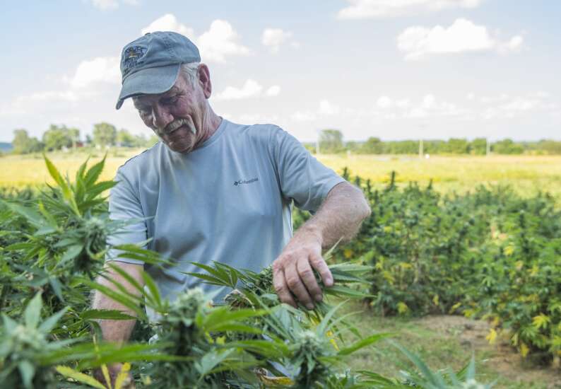 Iowa farm offers ‘pick your own’ hemp
