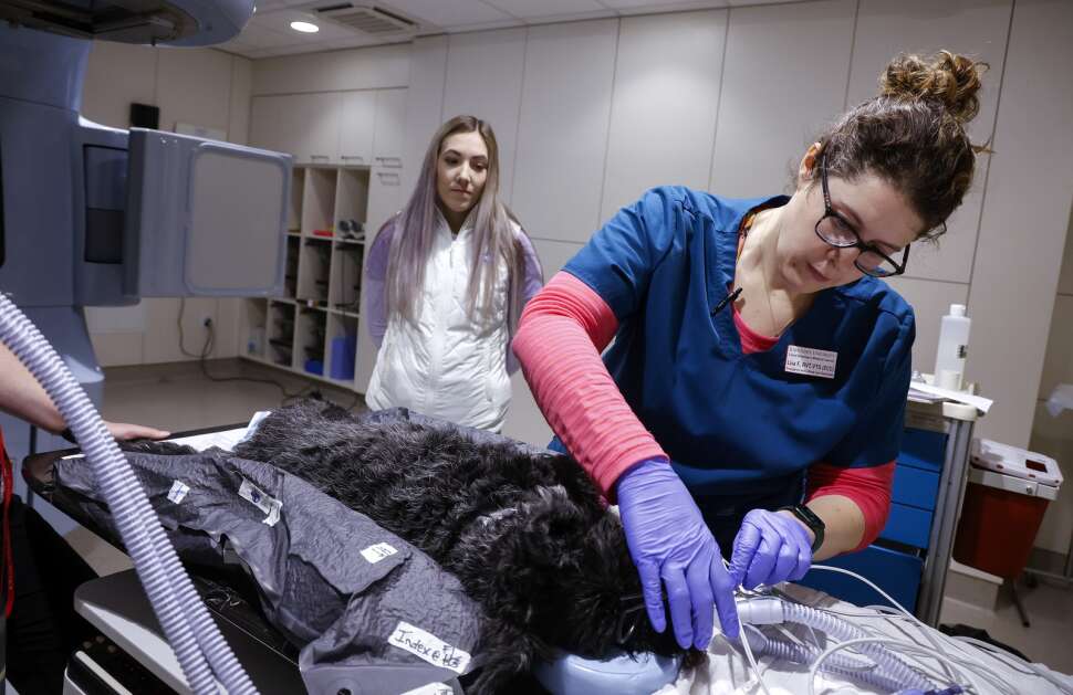 Registered veterinary technician Lisa Foster adjusts intubation tubes as Mack is positioned on a treatment bed Thursday at Iowa State University’s Pet Cancer Clinic at the Hixson-Lied Small Animal Hospital in Ames. Mack is being treated for transitional cell carcinoma of the bladder using radiation therapy. CT scans are used to better target the tumor and reduce damage to surrounding organs and tissues. (Jim Slosiarek/The Gazette)