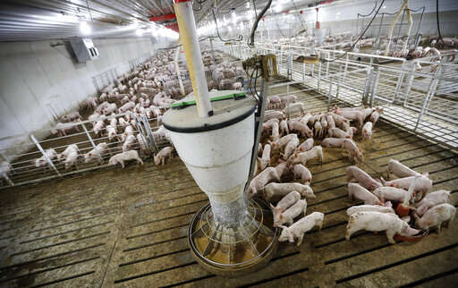 Iowa Supreme Court reverses precedent on Iowa pig farm lawsuits