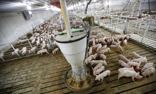 Iowa court reverses precedent on Iowa pig farm lawsuits