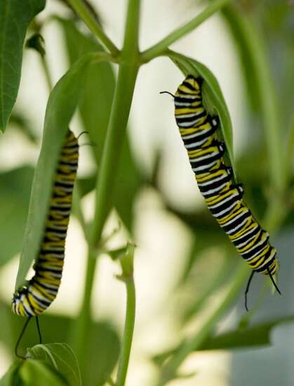 The Iowa Gardener: Plant with monarchs in mind 