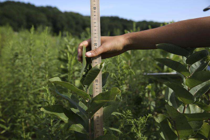 To protect monarch butterflies, Cornell students collaborate on milkweed research