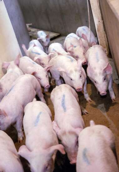 Large-scale pork production may push farther into Eastern Iowa