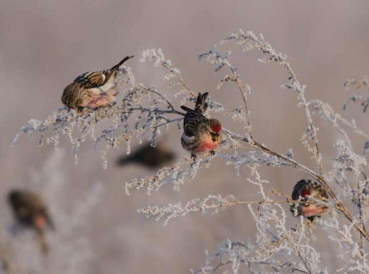 Will this be a historic winter for bird-watching?