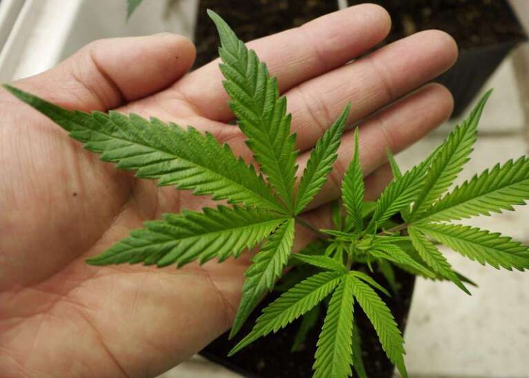 Medical marijuana is popular with everyone, except Iowa lawmakers