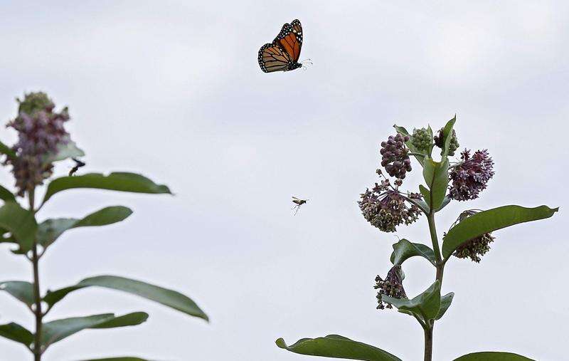Someday we might be able to mass produce monarch butterflies