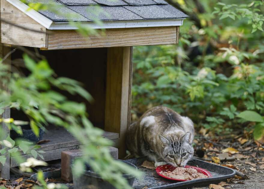 Lex eats Sept. 30 at its shelter after Amy Holcomb, board president of Johnson County Humane Society, and her daughter, Cynthia, brought food and water for the feral cat and its companion in Iowa City. (Jim Slosiarek/The Gazette)