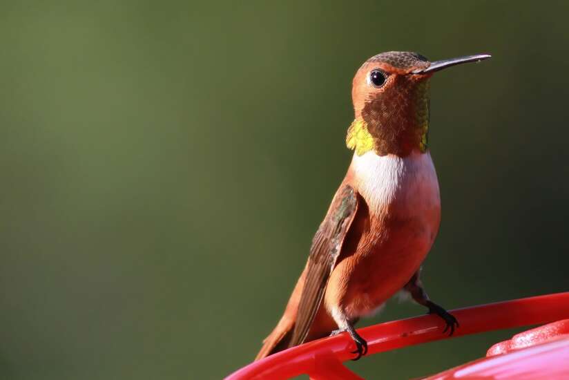 Rufous hummingbird a rare find in Iowa