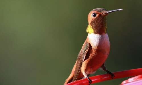 Rufous hummingbird a rare find in Iowa