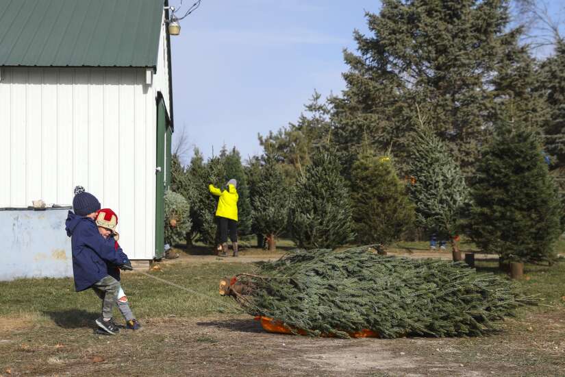 Black Friday more green for hordes of Eastern Iowa families visiting Christmas tree farms 