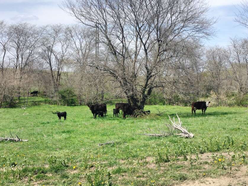 Adam Smith’s heifers and calves roam the fields on his farm. (AnnaMarie Ward/The Union)