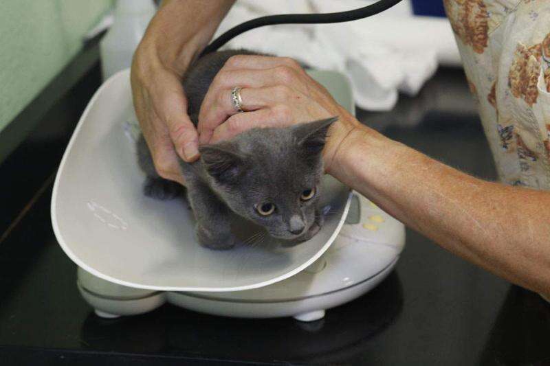 Iowa Humane Alliance seeks funds for clinic expansion, aims to spay or neuter thousands more