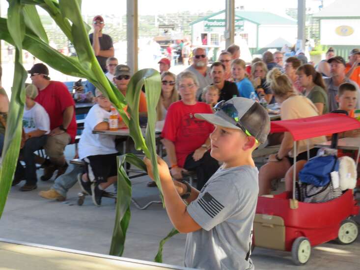 Fair features slightly shorter tall corn this year