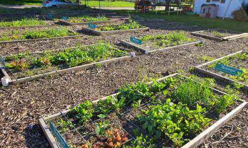 Mt. Pleasant’s community garden seeks gardeners