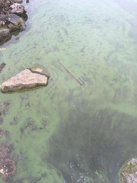 Algae is visible on the surface of Lake Macbride on June 22, 2019. A harmful algal bloom caused a spike in microcystins, which can sicken people and animals. The Iowa Department of Natural Resources posted is first microcystin swim warning ever at the lake for the weekend June 22-23, 2019. (Photo by Chris Jones)