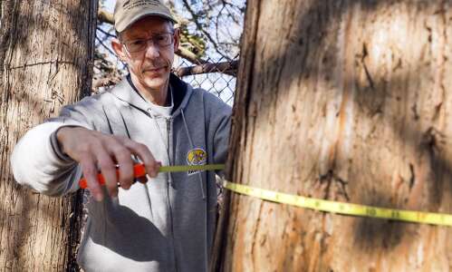 Iowa may have fewer big trees because of climate change