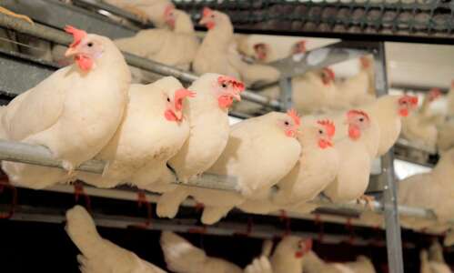 More customers want cage-free eggs