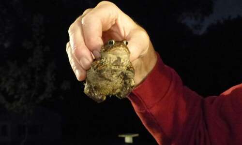 Nature Notes: Toads love trilling, hanging out in Iowa yards