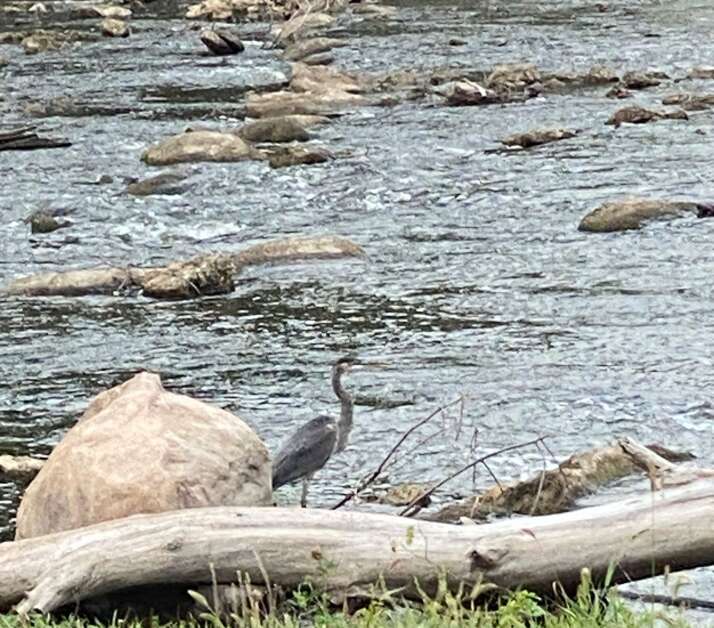 A great blue heron fishes Sept. 11 in the Wapsipinicon River’s rock arch rapids in Quasqueton. The statuesque shore bird would, in Orlan Love’s estimation, make a good spirit animal if it were a little less antisocial. (Orlan Love/correspondent)