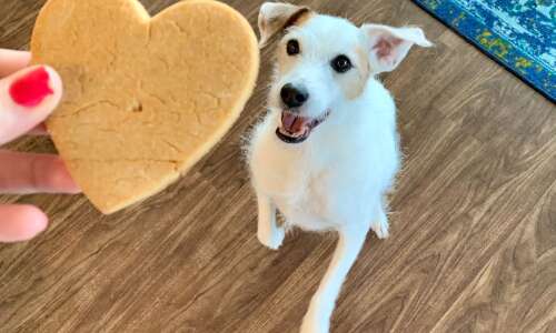 Will your pup love these treats as much as Floyd…
