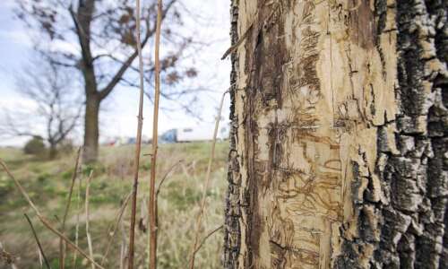Emerald ash borer found in 2 more Iowa counties
