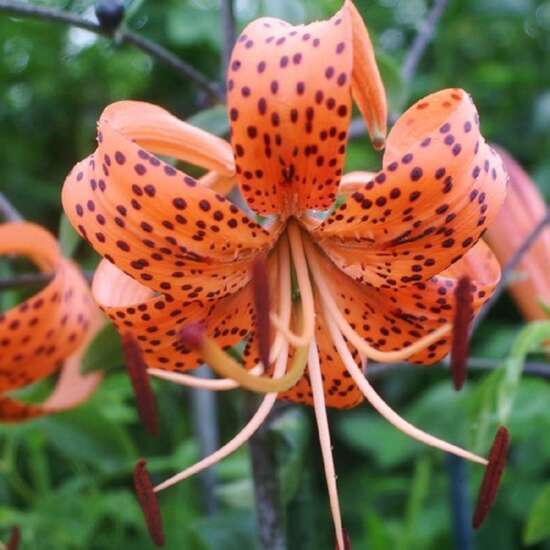 The Iowa Gardener: Friend or foe? When it comes to tiger lilies, it depends