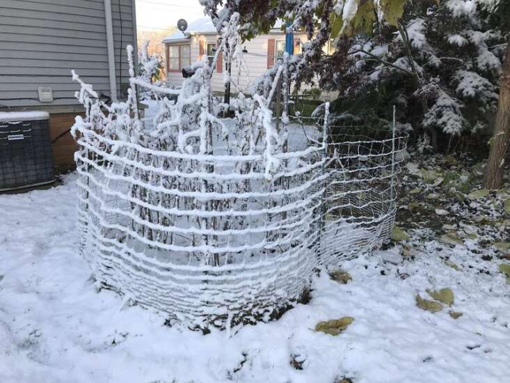 Will snow hurt your garden this winter? Here’s what you should know