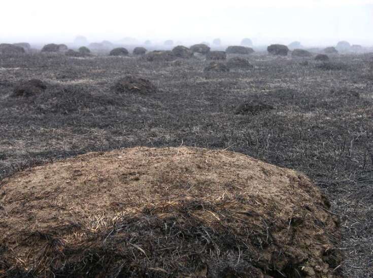 Flames reveal dense ant colony