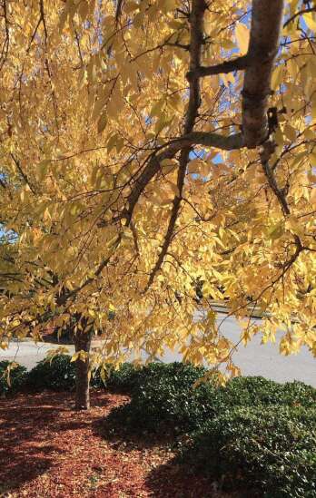 Lacebark elm offers fall and winter magic