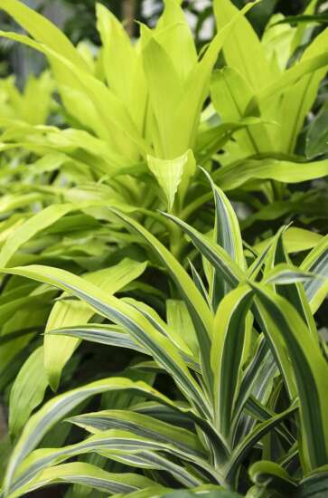 House plants add color, health benefits indoors
