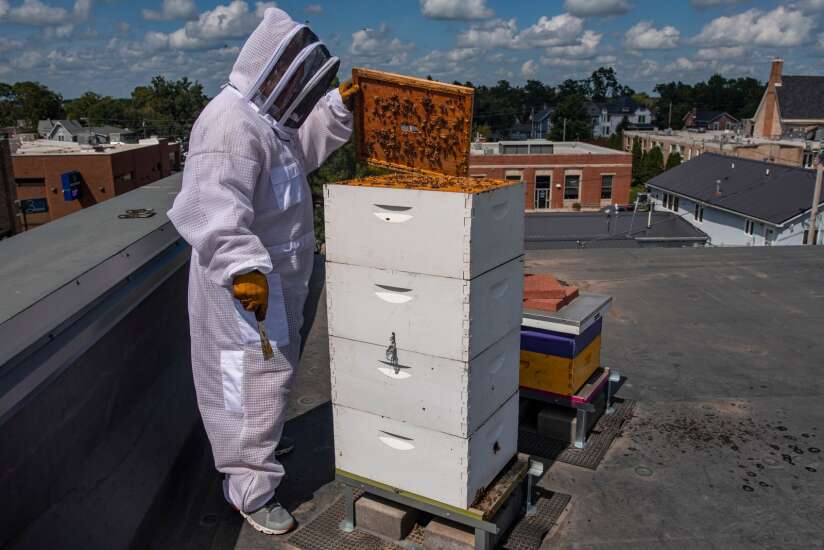 Uptown Marion home to Iowa’s first urban rooftop bees