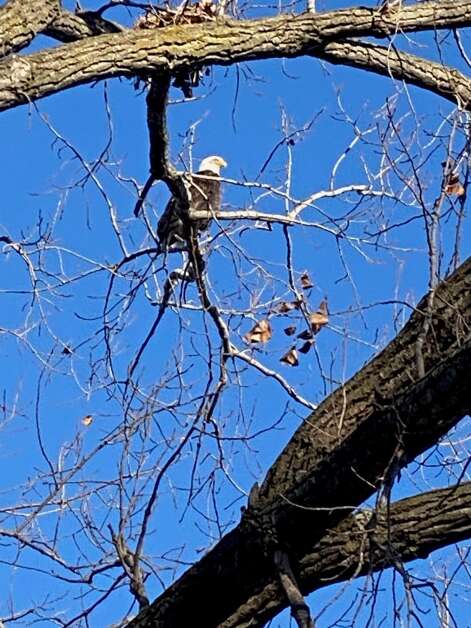 A bald eagle perches Dec. 11 in a cottonwood tree overlooking the Wapsipinicon River. The closest Orlan Love comes to a spiritual connection with nature, he says, occurs when the shadow of a soaring bird — an eagle or turkey vulture — passes over him while he’s fishing. (Orlan Love/correspondent)