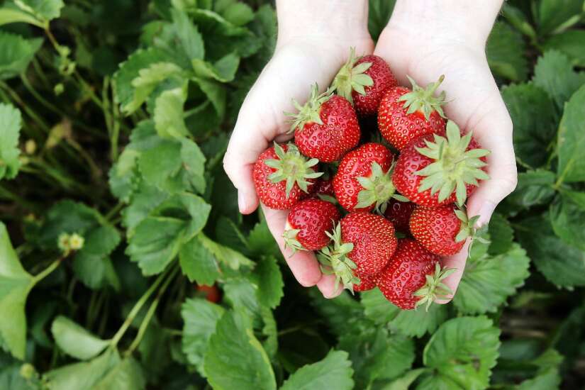 Wilson’s Orchard to host Strawberry Social