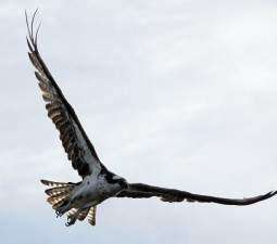 Cedar Rapids osprey nesting effort may turn bald eagles into bandits