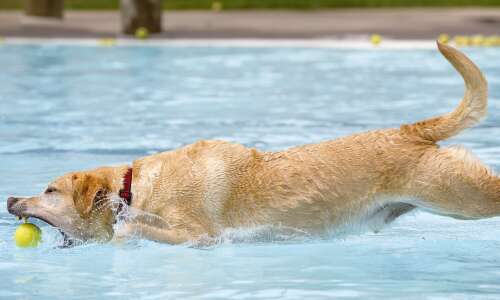 Dogs make a splash at the pool