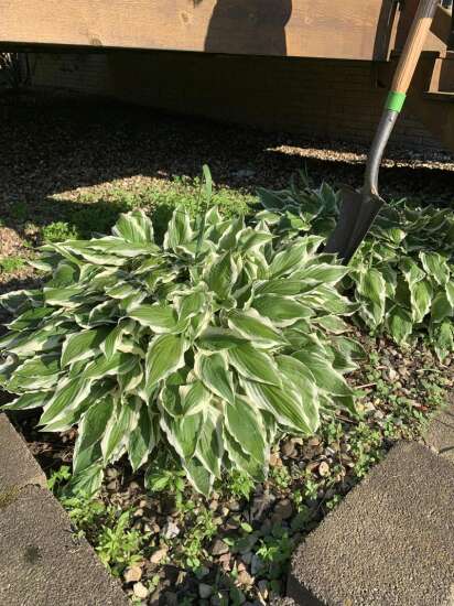 Steps on how to divide your hosta to create more of these popular plants