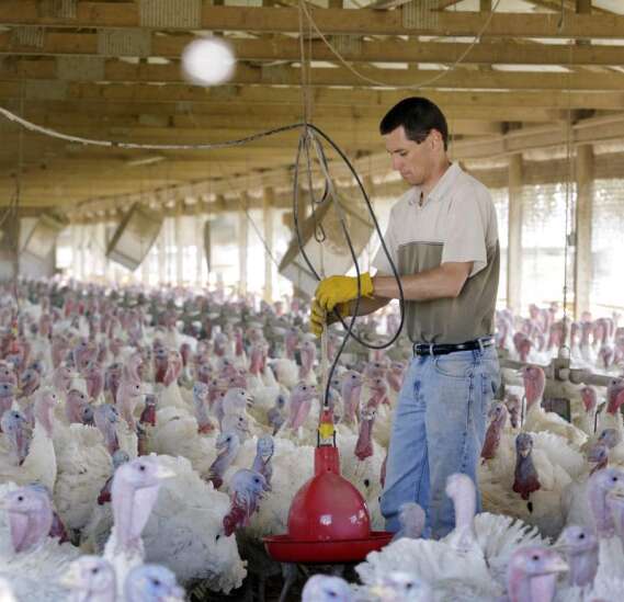 On Topic: Scary times for poultry farmers