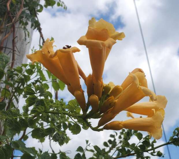 Our yellow trumpet vine, bright spot of the season