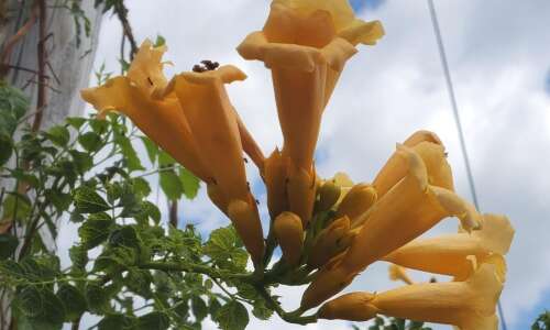 Our yellow trumpet vine, bright spot of the season