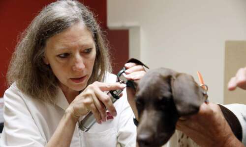 Cases of heartworm in pets on the rise in Cedar…