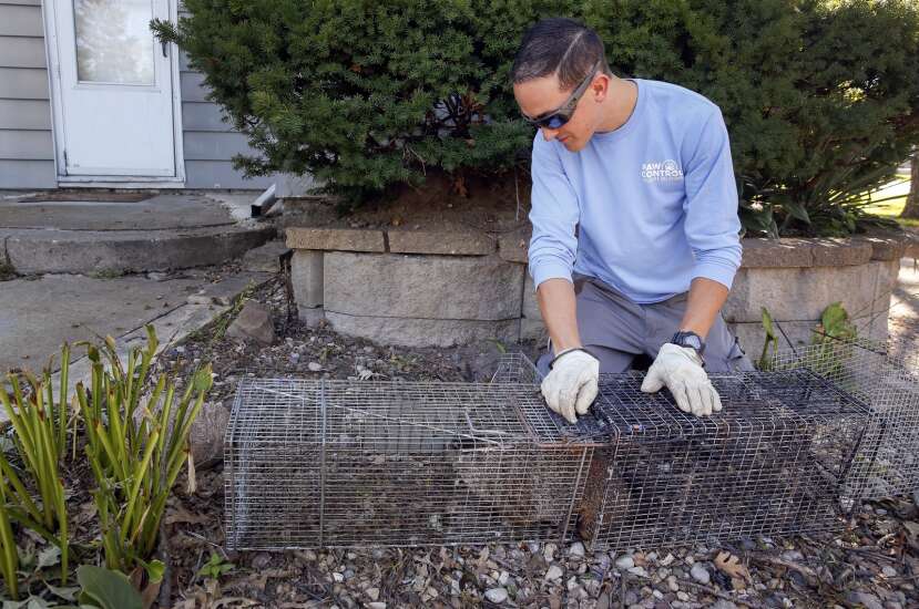 Is it bigger than a bug? Call Paw Control in Hiawatha for nuisance critters