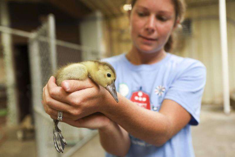 Meet the newest babies of the pandemic: The ducklings at Old MacDonald's farm