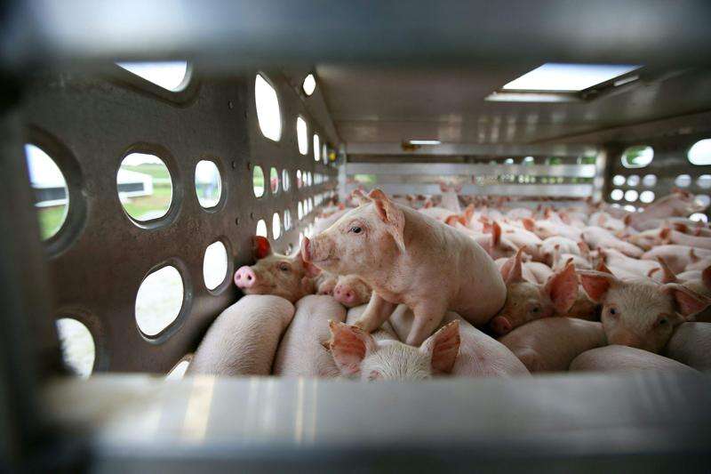 Advocates: Animal feeding operation rules too lax | The Gazette