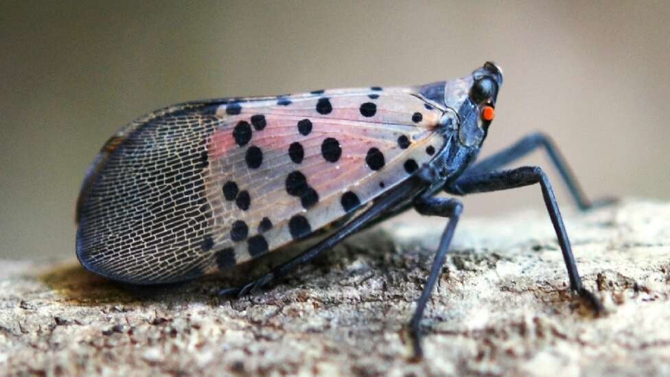 Polka-dotted and damaging: New invasive insect spotted in Iowa