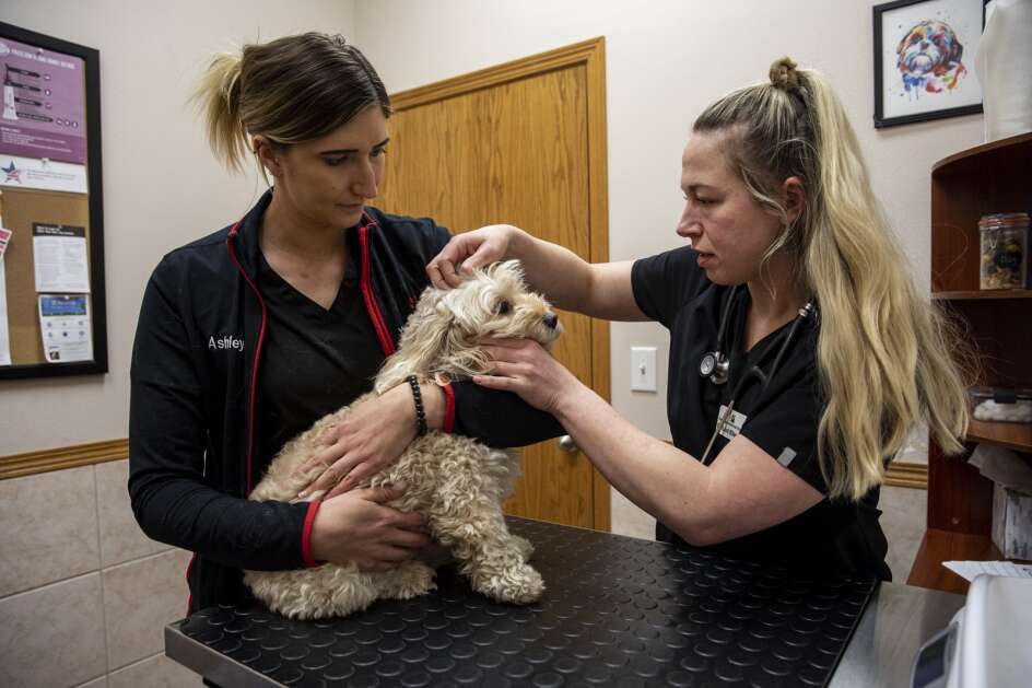 Vet  tech Ashley Steele and veterinarian Dr. Loni Ellsworth (right) examine a dog March 24 at the Heartland Animal Hospital in Fairfax. Ellsworth said it sometimes “feels like there’s no end in sight” to the challenges facing the industry. (Nick Rohlman/The Gazette)