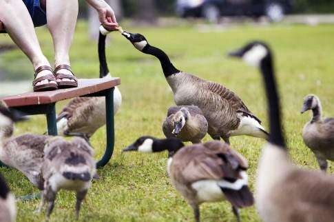 Dogs, guns among options to reduce geese in Cedar Rapids